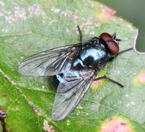 Réf. 311 377 : Eudasyphora cyanicolor
